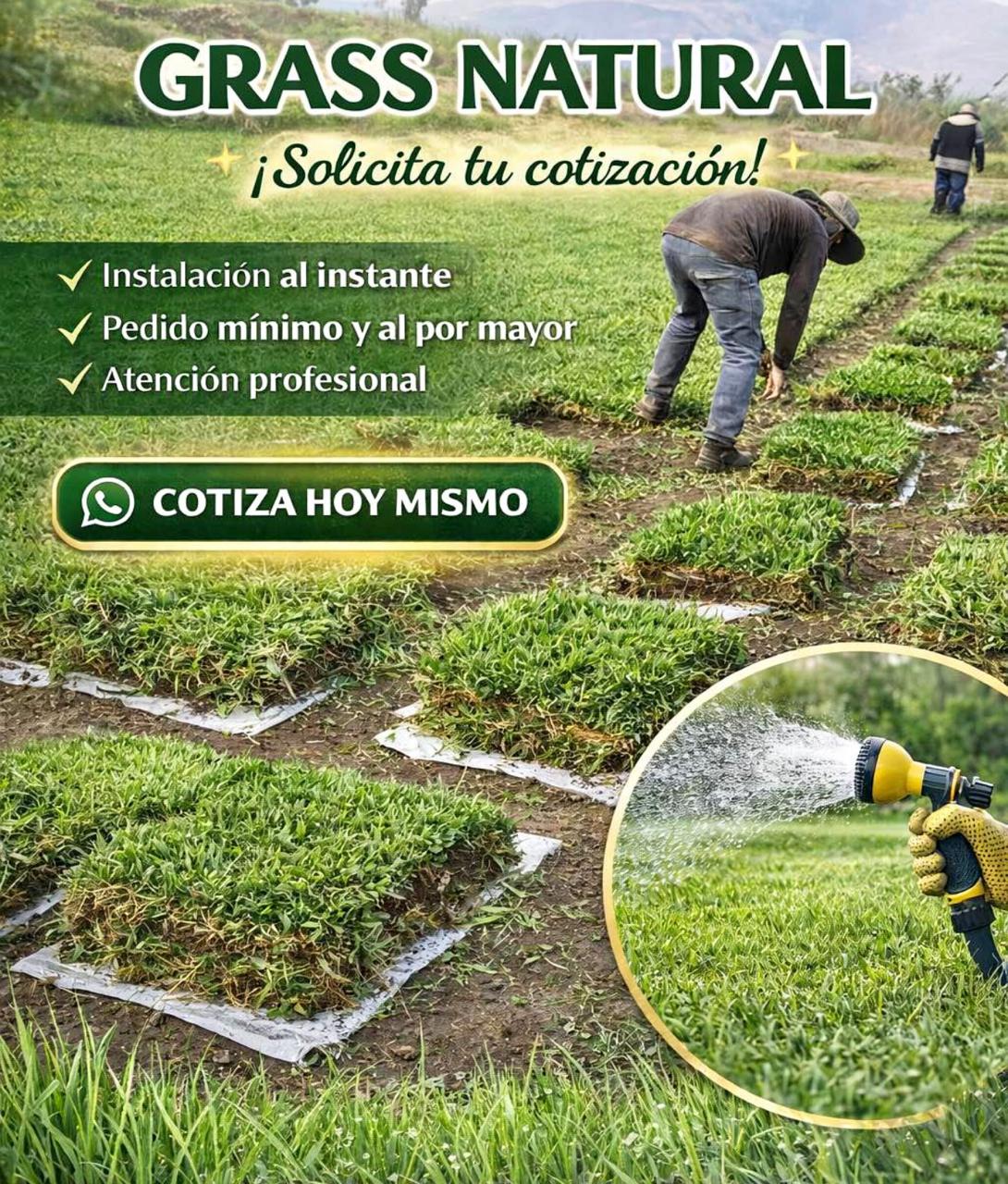 Grass